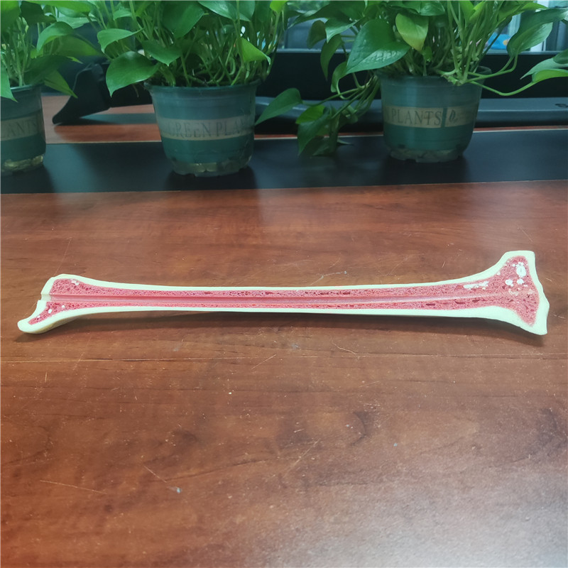 聚氨酯教學用仿真骨頭